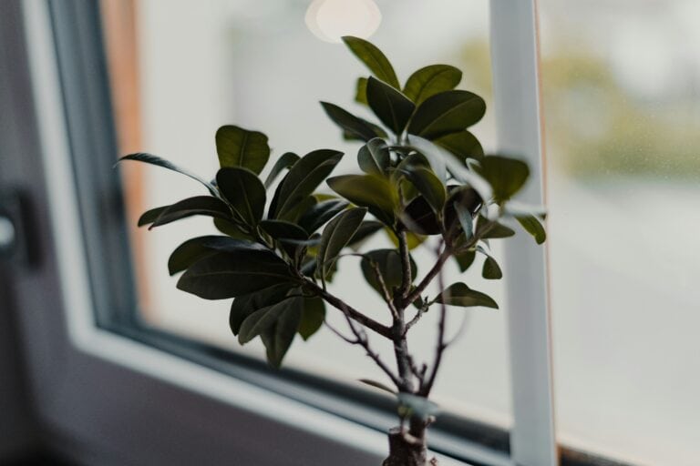 wooden plant stands