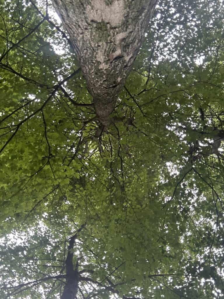 Walnut Tree from local and regional hardwood forests