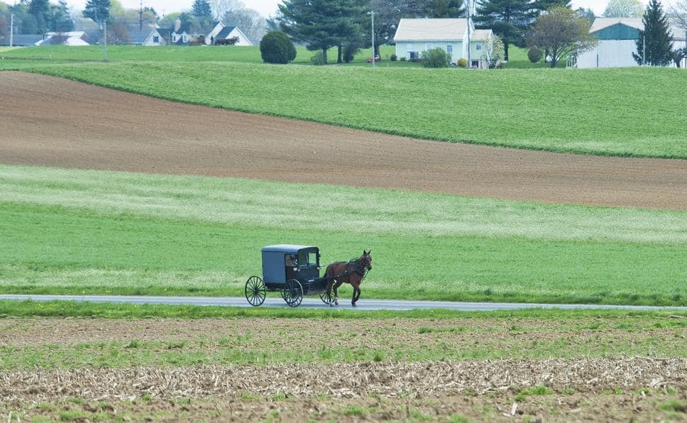 An Amish Man Traveling in a Horse and Buggy Thru Farmlands